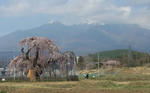 110418sakura3.jpg