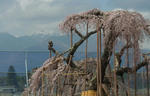 110418sakura2.jpg