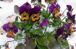 110419hyou.jpg