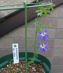110420brachy1002.jpg