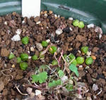 110423smithii1002_2.jpg