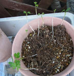 110425smithii.jpg