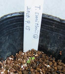 110425smithii_germination.jpg