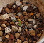 110427smithii.jpg