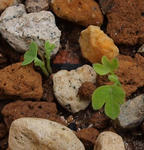 110427smithii2.jpg