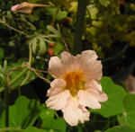 110428sessilifolium.jpg
