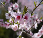 110429almond.jpg