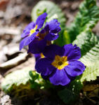 110505primula.jpg