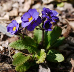 110505primula2.jpg