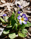 110505primula3.jpg