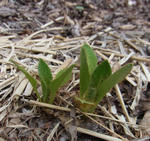 110506meconopsis.jpg