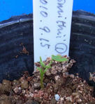 110509smithii1.jpg