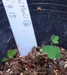 110509smithii2.jpg