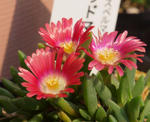 110519delosperma.jpg