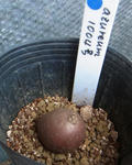 110523tuber.jpg