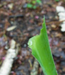 110529giboushi2.jpg