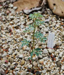 110530polyphyllum.jpg