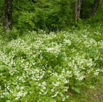 110602konron2.jpg
