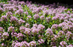 110605thyme.jpg