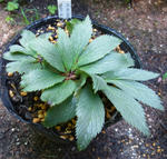 110606hellebo3.jpg
