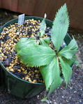 110606hellebo2.jpg