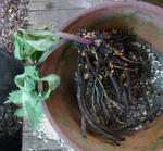 110608thibetanus.jpg