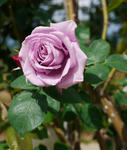 110609rose2.jpg