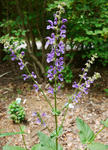 110610sage.jpg