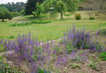 110610sage2.jpg