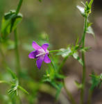 110611campanula.jpg