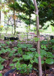 1106112speciosum2.jpg