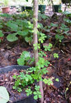 1106112speciosum1.jpg
