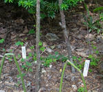 1106112speciosum_UK.jpg