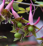 1106112pentaphyllum.jpg