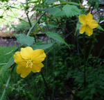 1106116yamabuki.jpg