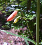 1106116penstemon.jpg