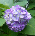 1106119ajisai.jpg