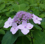 1106119ajisai2.jpg