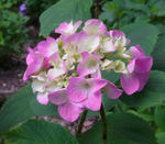 1106119ajisai3.jpg