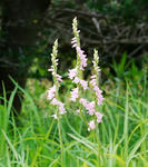 1106126nejibana.jpg