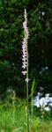 1106126nejibana2.jpg