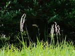 1106126nejibana3.jpg