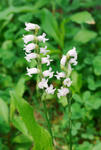 1106126nejibana5.jpg