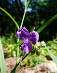 110712transcand.jpg