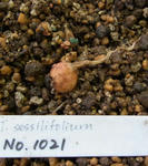 110714sessilifolium.jpg