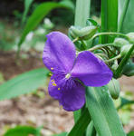 110714tuyukusa2.jpg