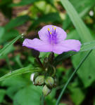 110714tuyukusa3.jpg