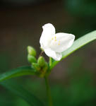 110714tuyukusa1.jpg