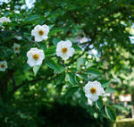 110716natutubaki.jpg