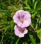 110717hirugao.jpg